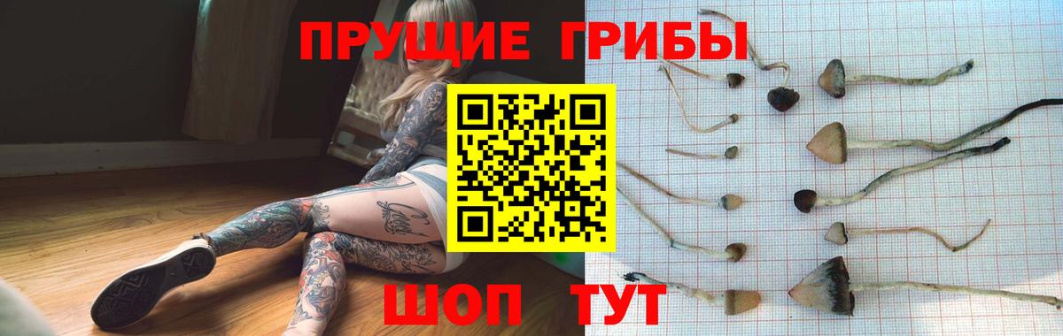 Галлюциногенные грибы Psilocybine cubensis  Вход с VPN  Краснокаменск 
